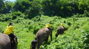 Thailand elephant trekking