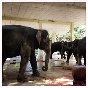 Yangon Zoo Elephant