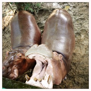 Yangon Zoo Hippo